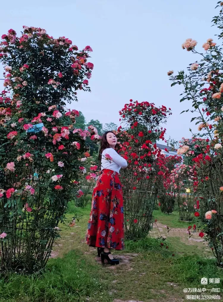 我等到花儿也谢了